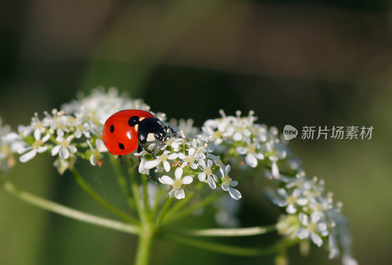 蓍草上的鸟小姐/ Marienkäfer在沙夫加贝